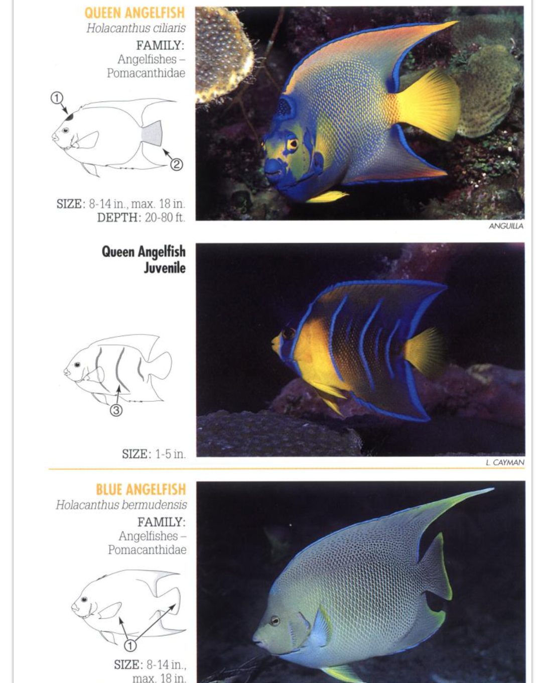 Reef Fish Identification